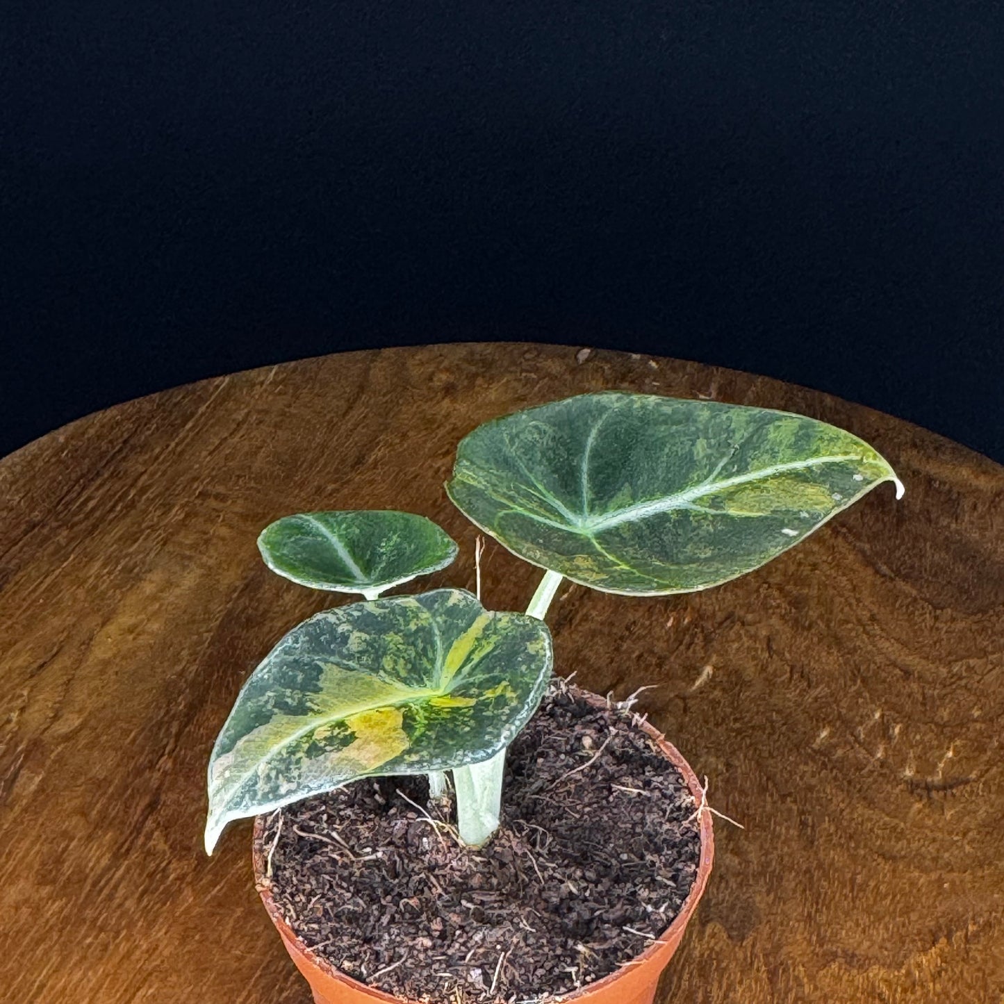 Alocasia Black Velvet Gold