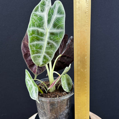 Alocasia Watsoniana Lightning Pink