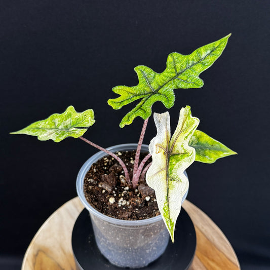 Alocasia Tandurusa (Jacklyn) Variegata