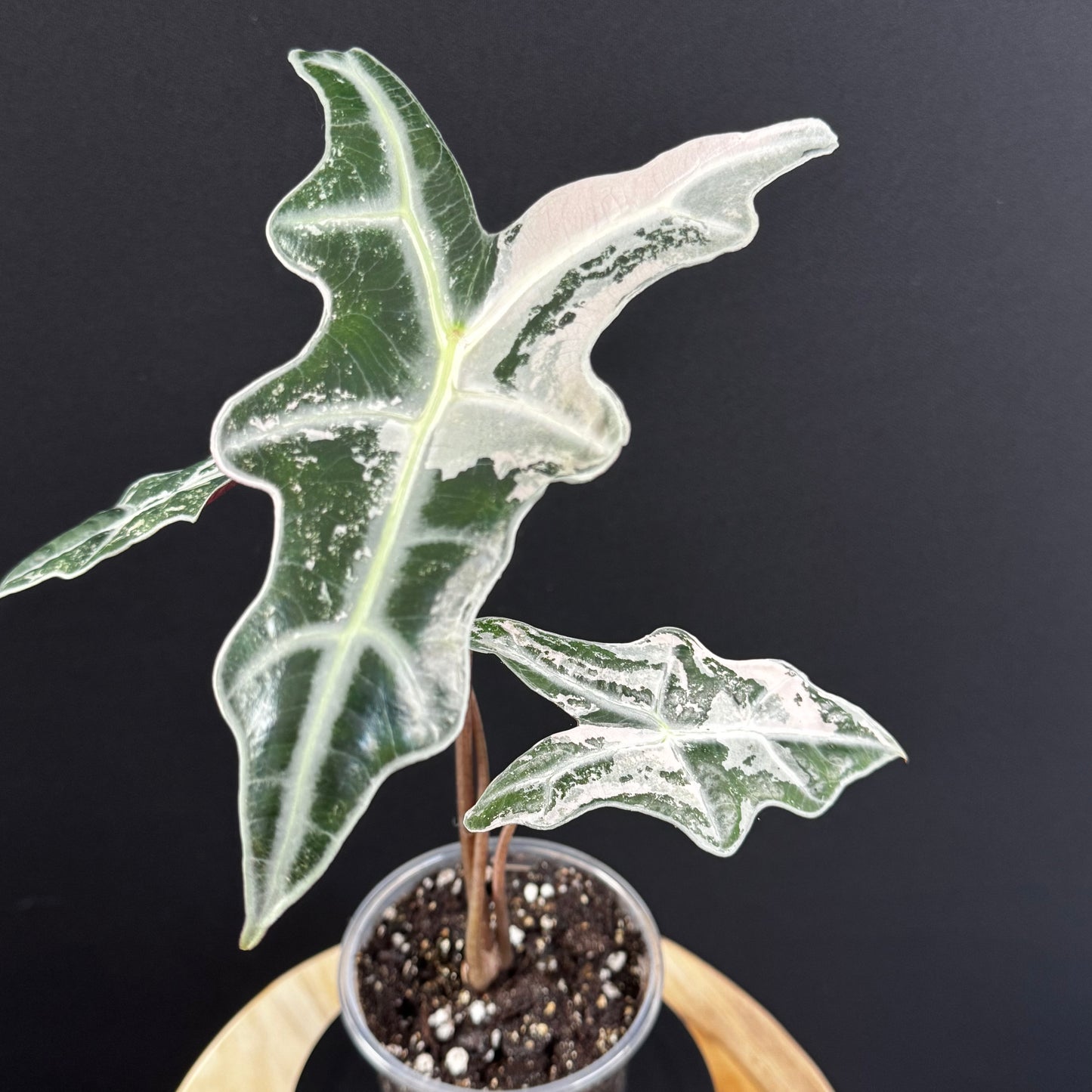 Alocasia Sanderiana ''Nobilis'' Pink