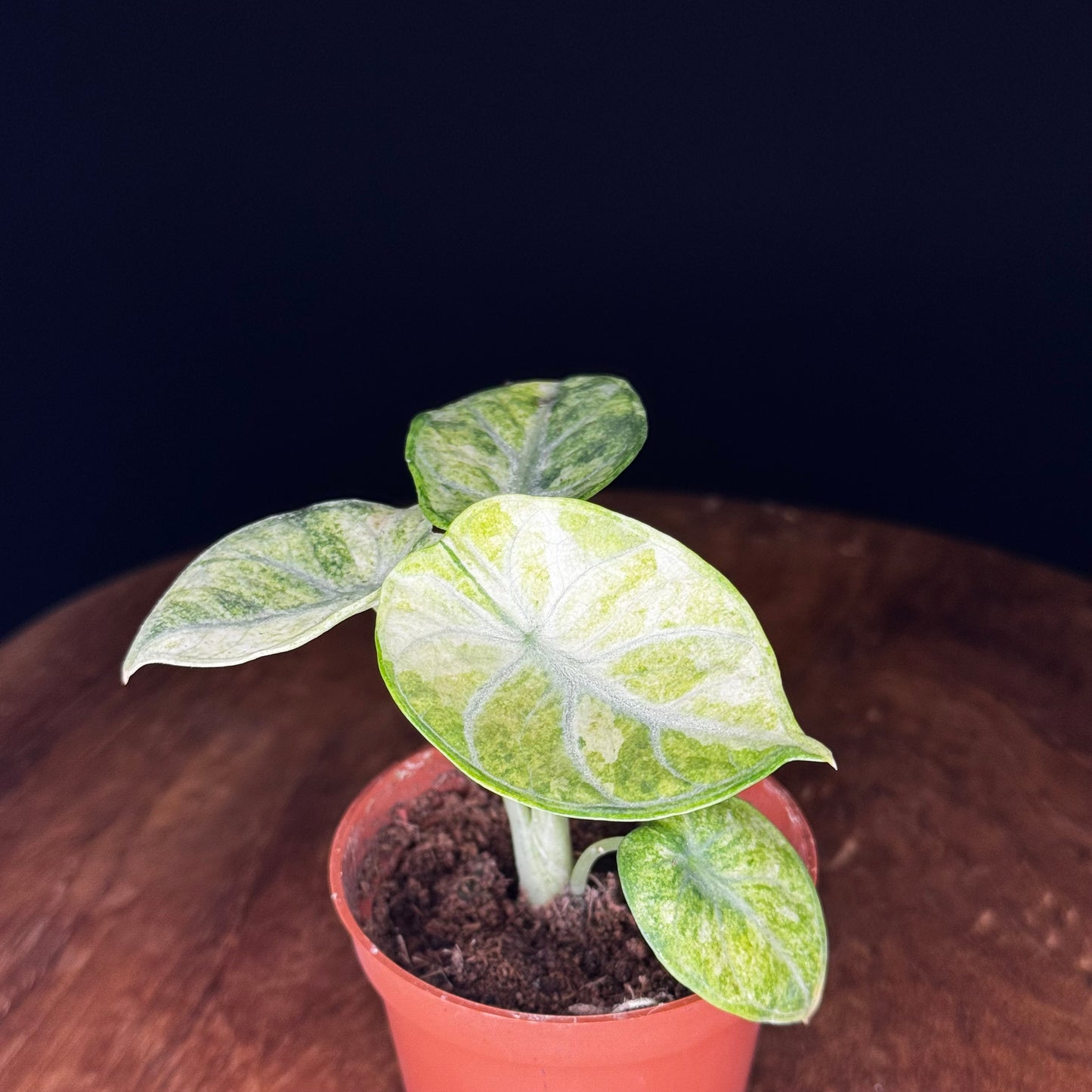 Alocasia Ninja Tricolor (Splash)