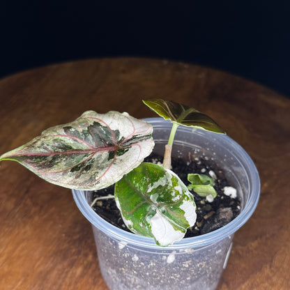 Alocasia Azlanii Albo/Pink