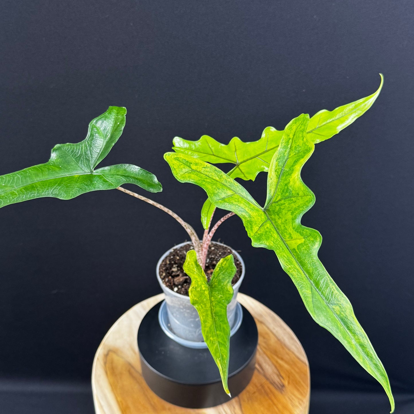 Alocasia Sabrina Aurea