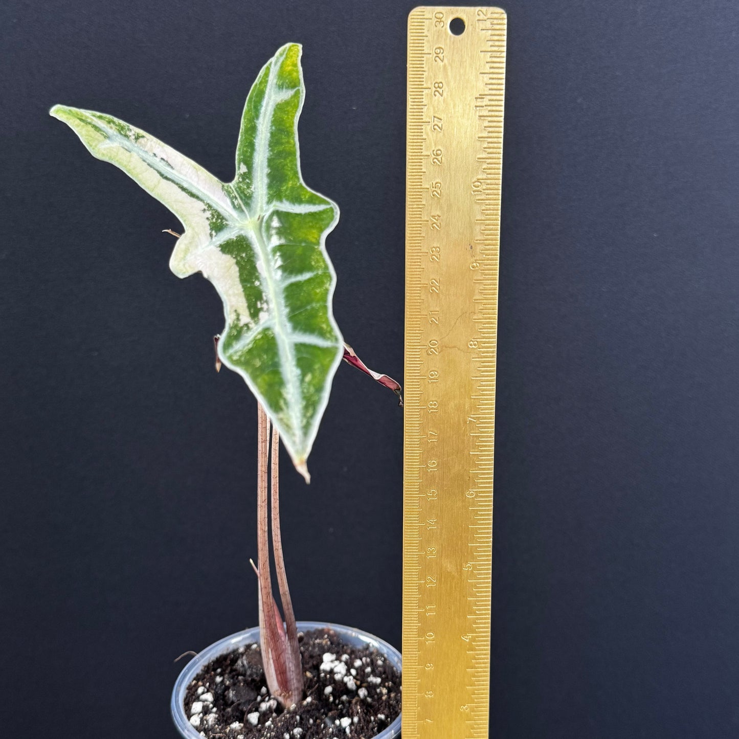 Alocasia Sanderiana ''Nobilis'' Pink