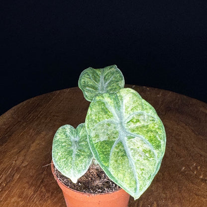 Alocasia Ninja Tricolor (Splash)