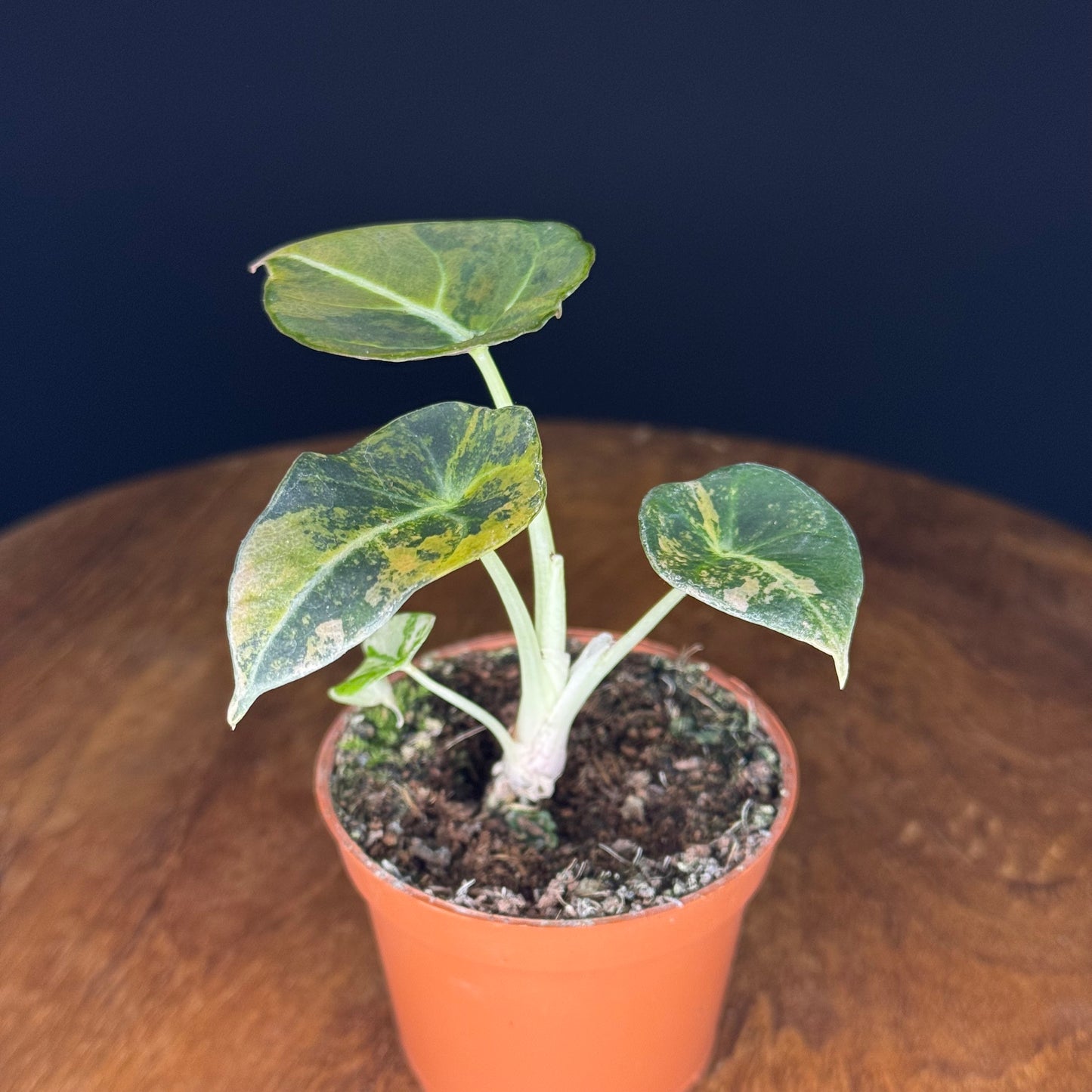 Alocasia Black Velvet Gold