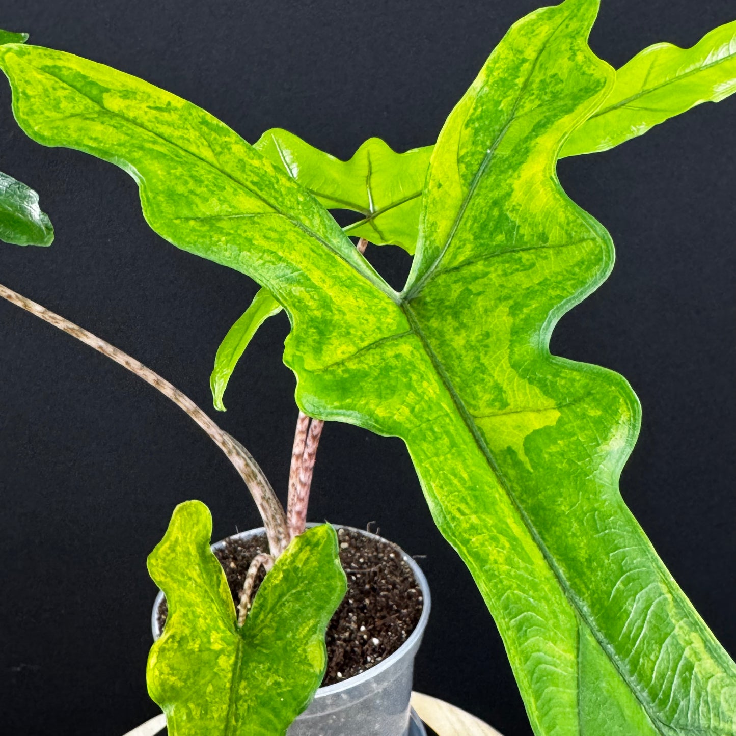 Alocasia Sabrina Aurea