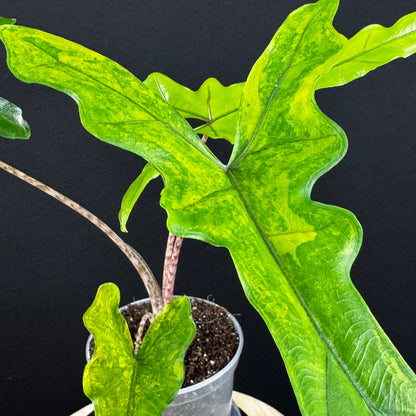 Alocasia Sabrina Aurea
