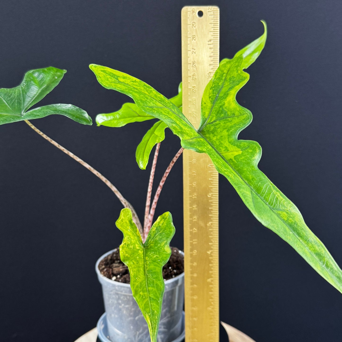 Alocasia Sabrina Aurea
