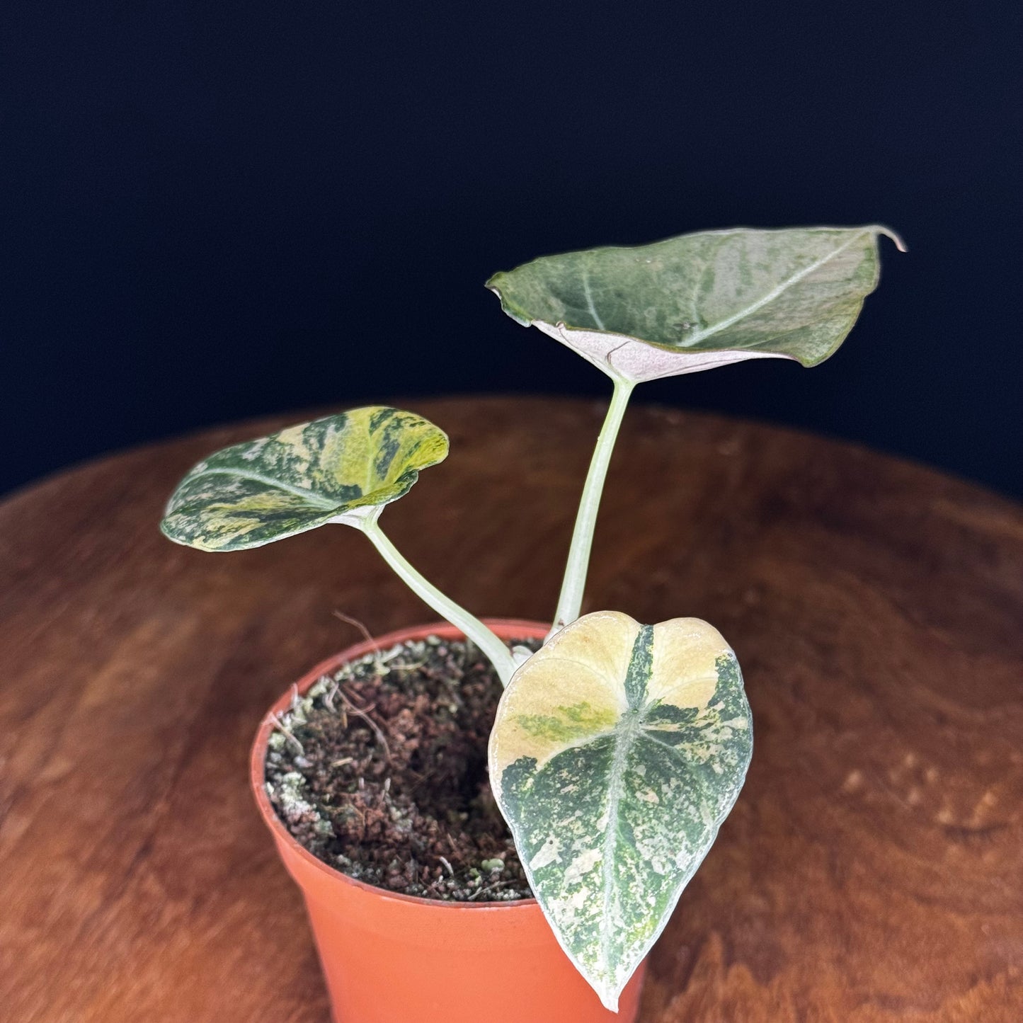 Alocasia Black Velvet Gold