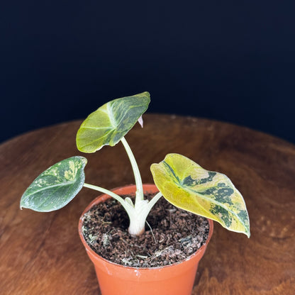 Alocasia Black Velvet Gold
