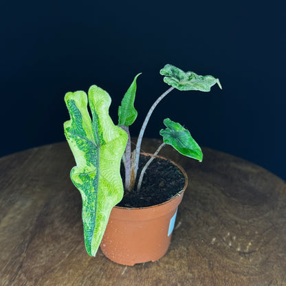 Alocasia Tandurusa (Jacklyn) Variegata