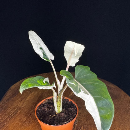 Alocasia Lauterbachiana Albo
