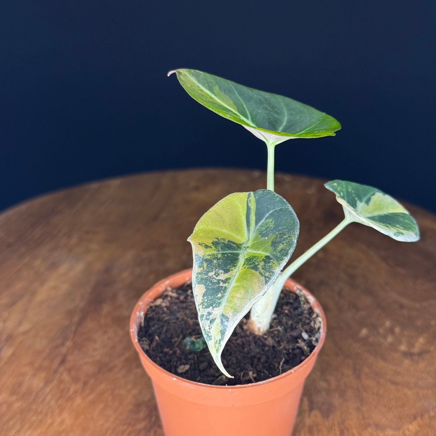 Alocasia Black Velvet Gold
