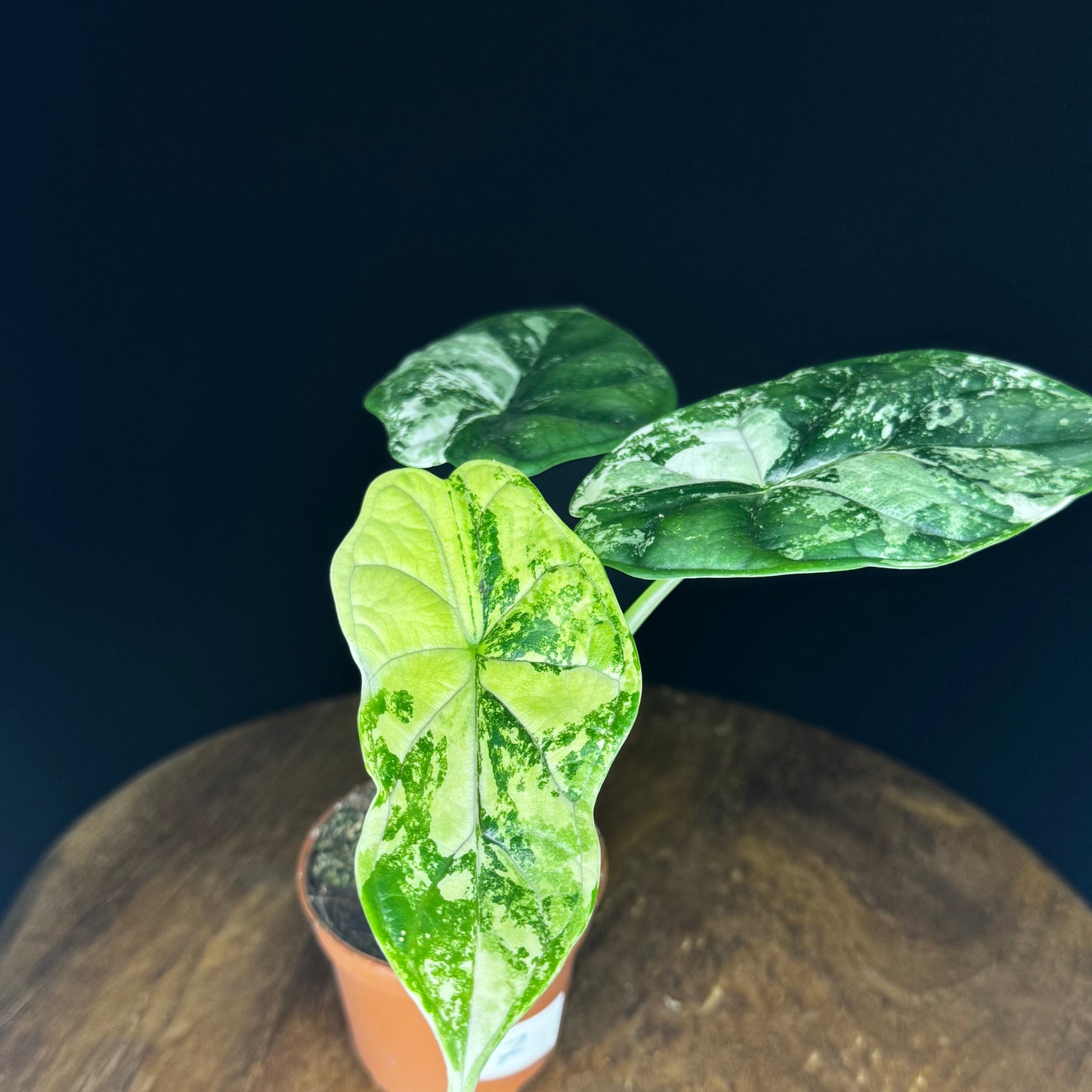 Alocasia Dragon Scale Albo