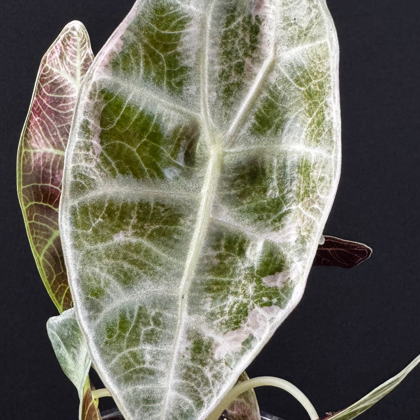 Alocasia Watsoniana Lightning Pink