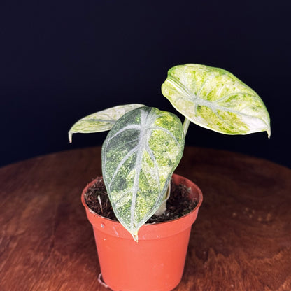 Alocasia Ninja Tricolor (Splash)