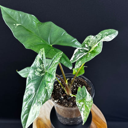 Alocasia Simpo Albo