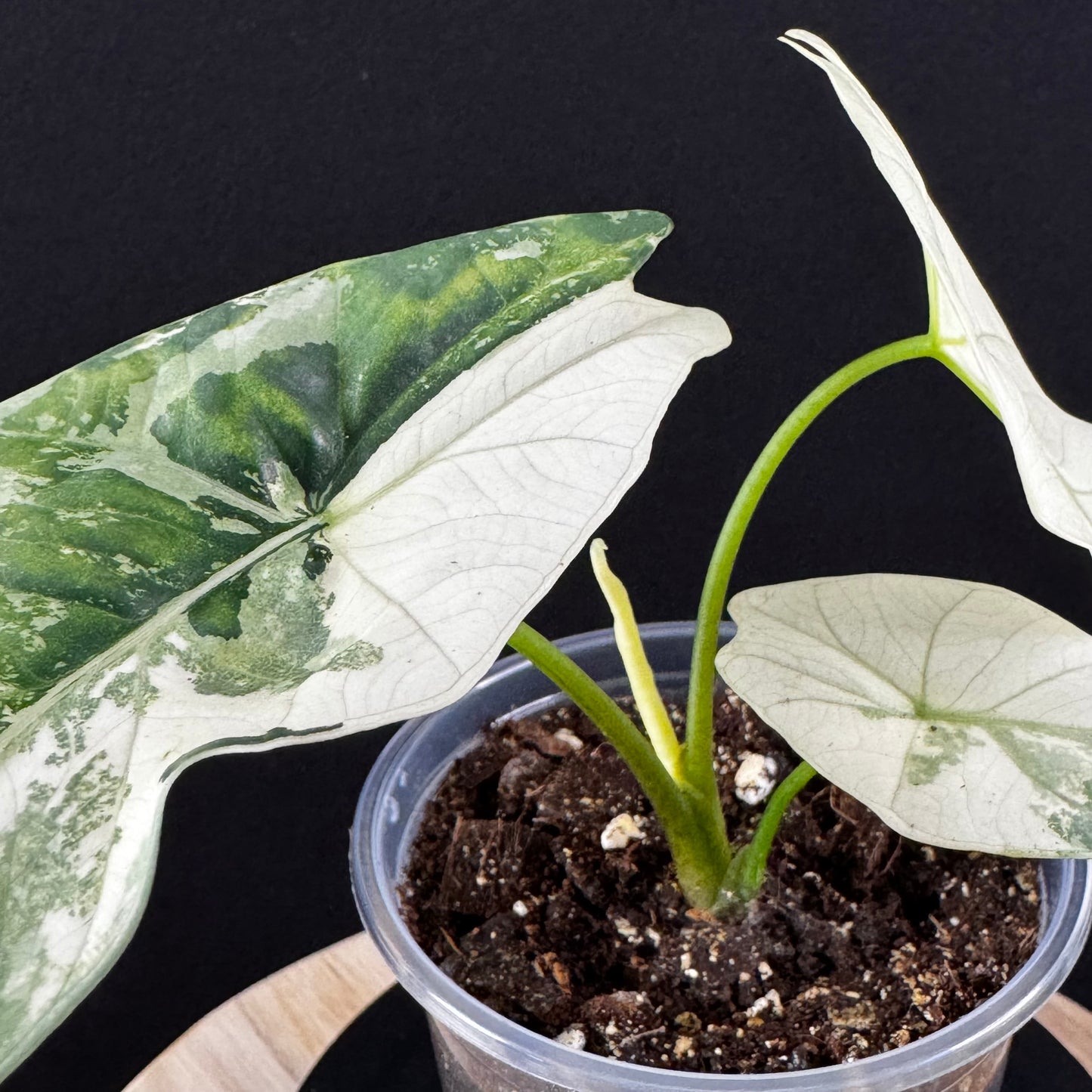 Alocasia Simpo Albo