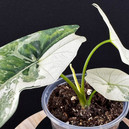 Alocasia Simpo Albo