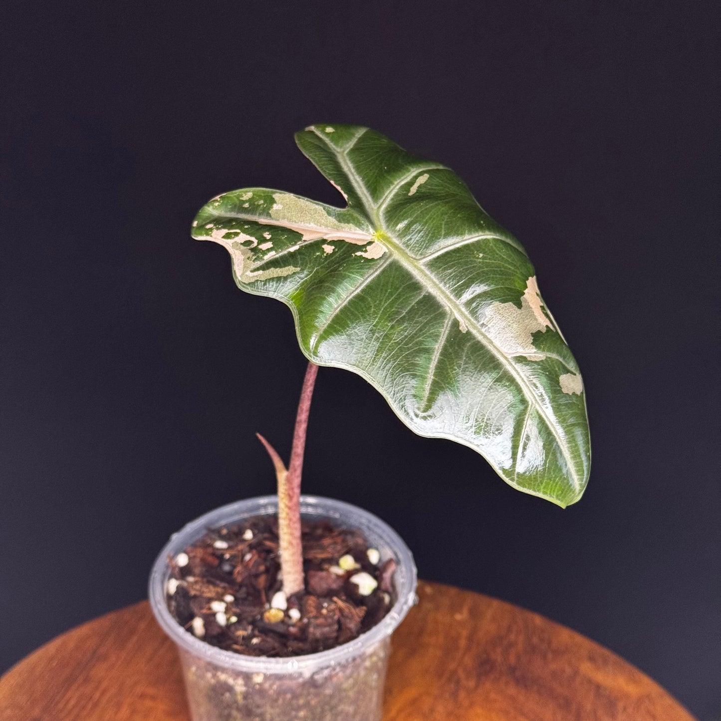Alocasia Pseudo Sanderiana Albo/Pink