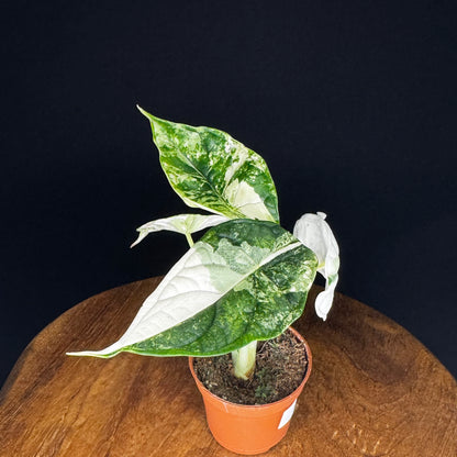 Alocasia Dragon Scale Albo