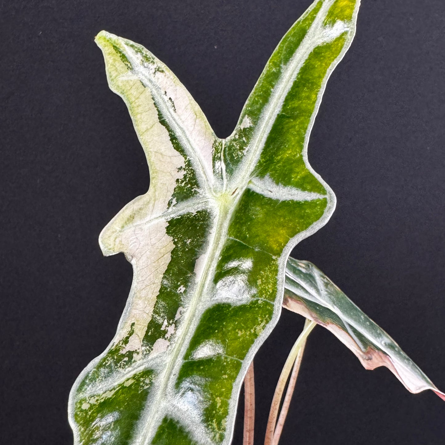 Alocasia Sanderiana ''Nobilis'' Pink