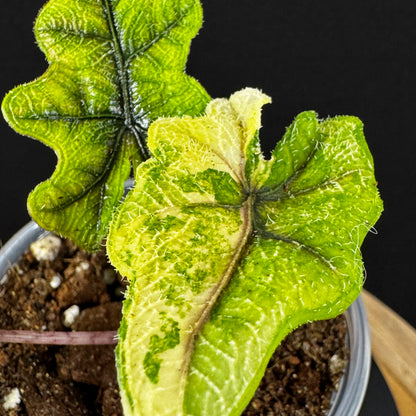 Alocasia Tandurusa (Jacklyn) Variegata