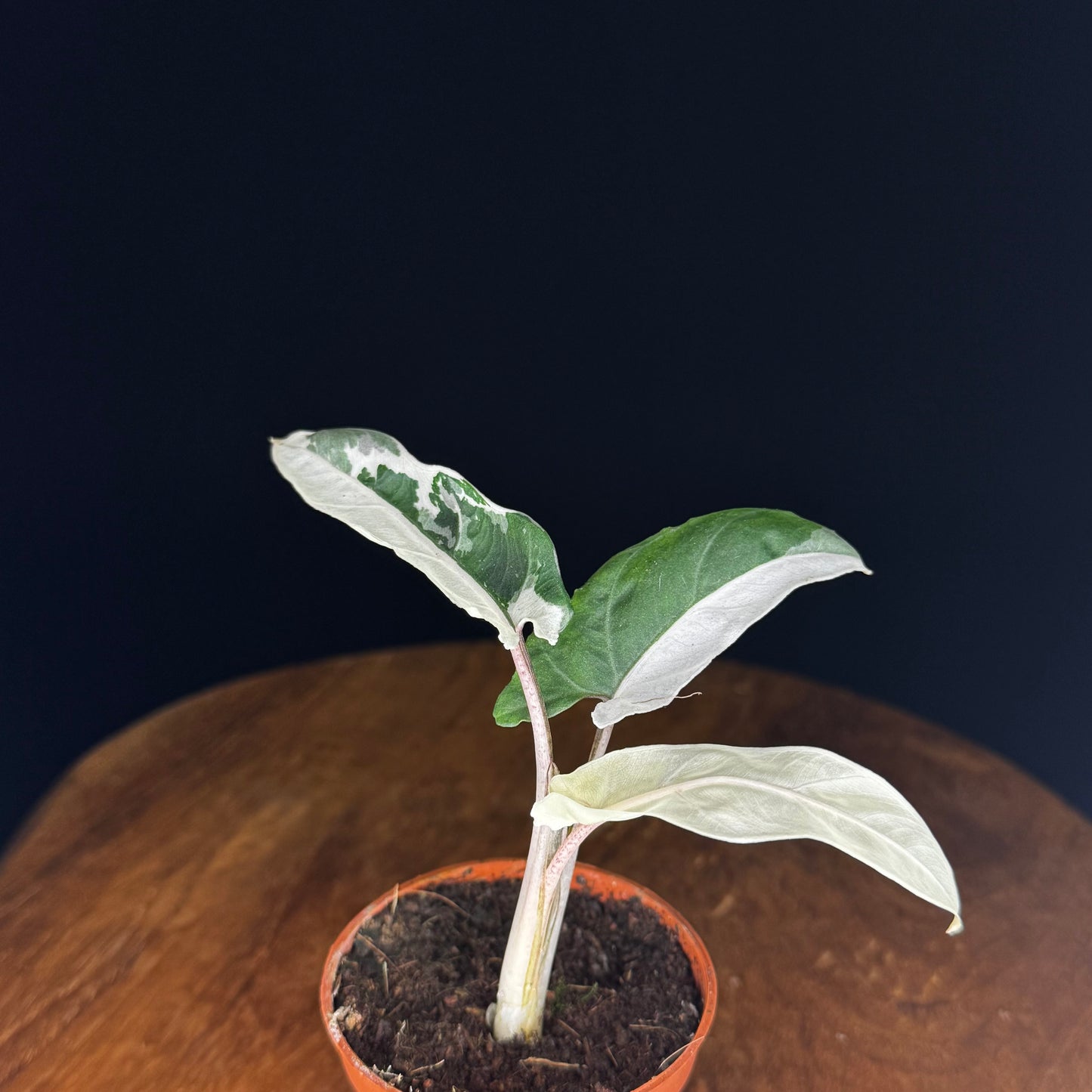 Alocasia Lauterbachiana Albo