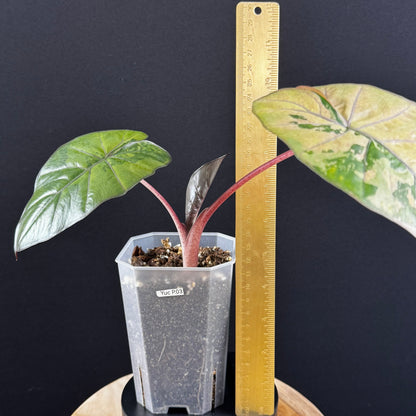 Alocasia Yucatan Princess Pink