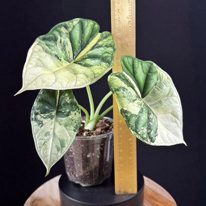 Alocasia Dragon Scale Albo
