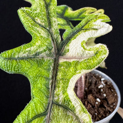 Alocasia Tandurusa (Jacklyn) Variegata