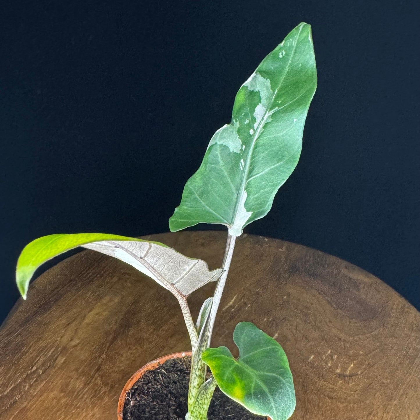 Alocasia Lauterbachiana Albo