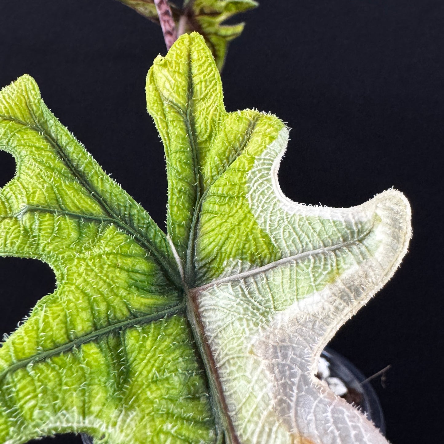 Alocasia Tandurusa (Jacklyn) Variegata