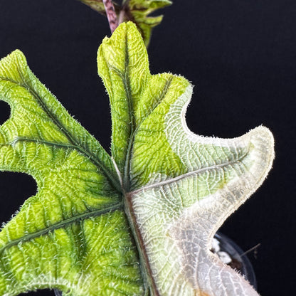 Alocasia Tandurusa (Jacklyn) Variegata