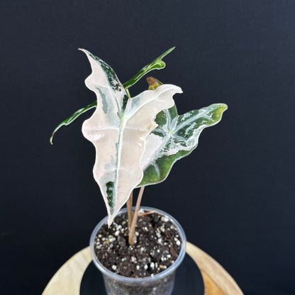 Alocasia Sanderiana ''Nobilis'' Pink