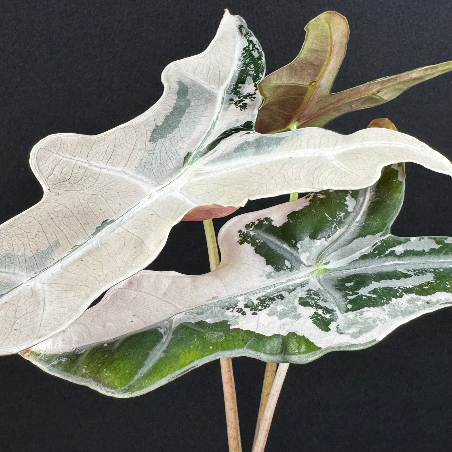 Alocasia Sanderiana ''Nobilis'' Pink