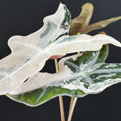 Alocasia Sanderiana ''Nobilis'' Pink