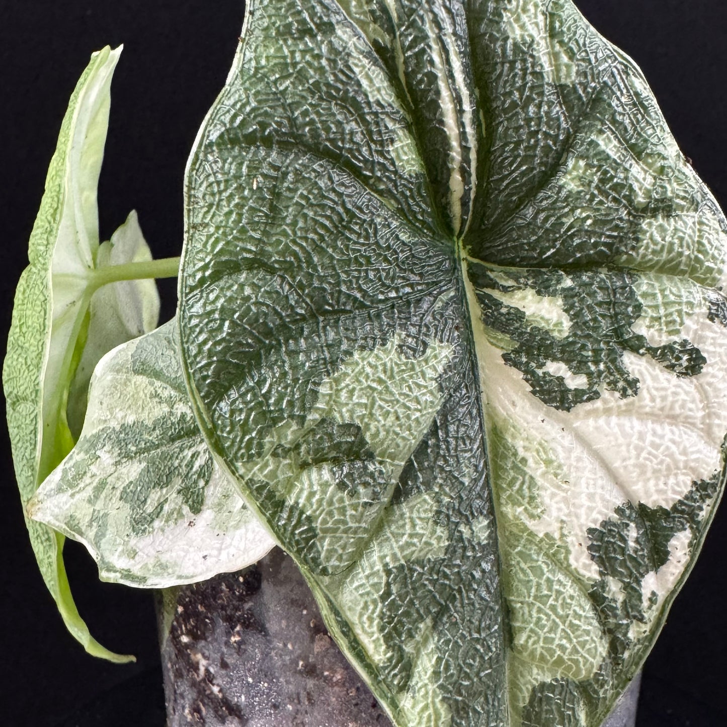 Alocasia Melo Albo
