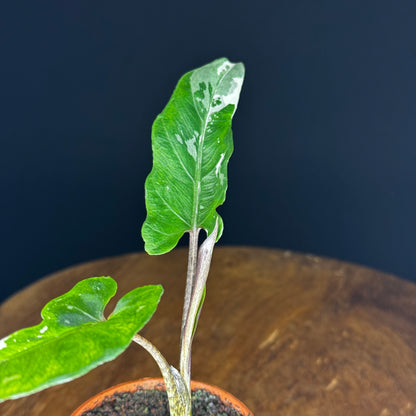 Alocasia Lauterbachiana Albo
