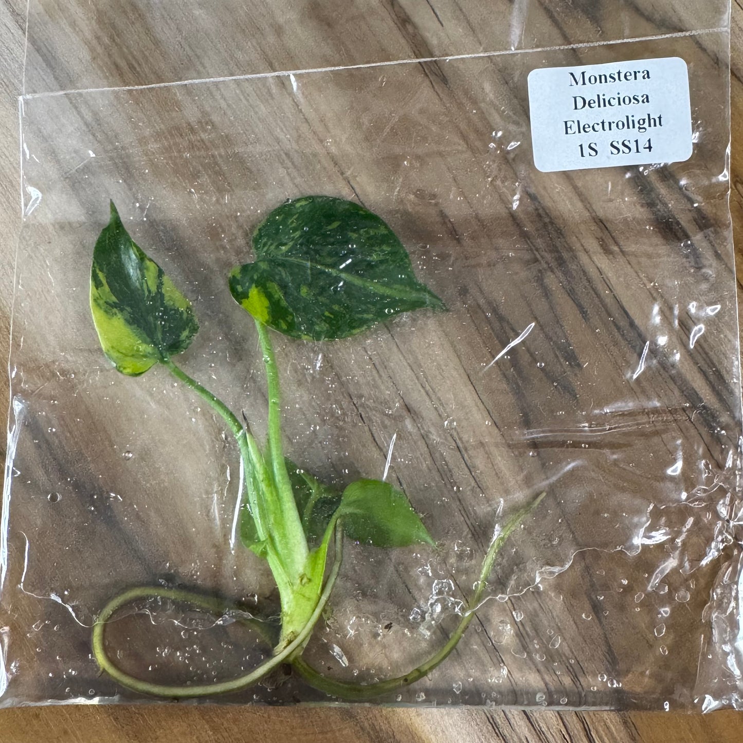 Monstera Electrolight - Tissue Culture (TC)