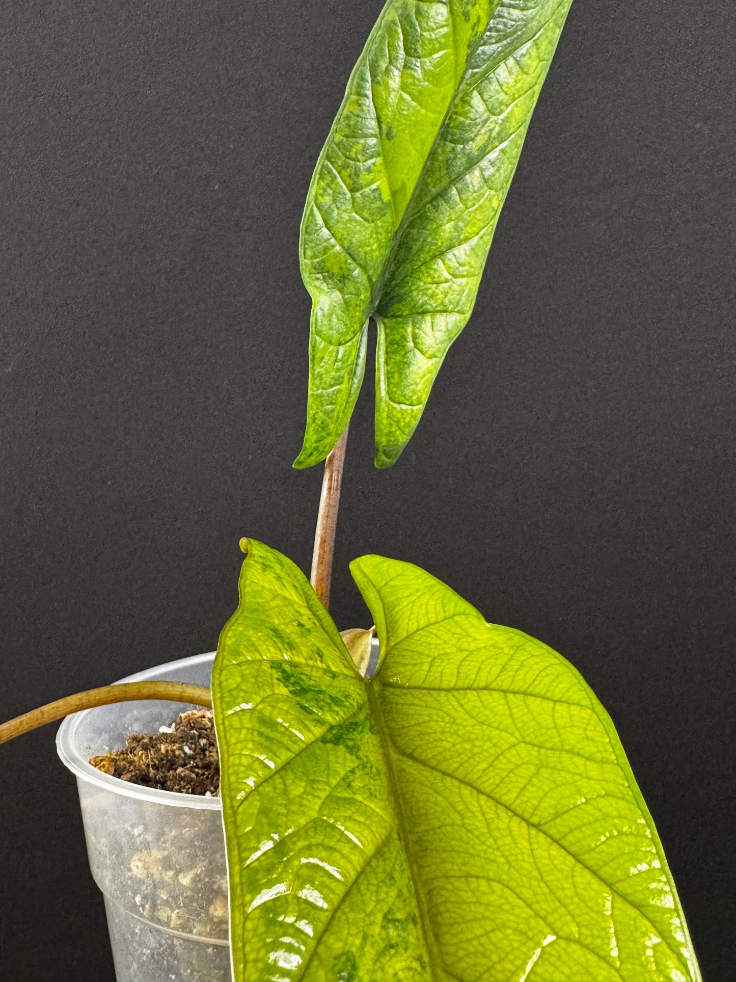Alocasia Scalprum Aurea