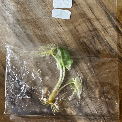 Alocasia Brancifolia - Tissue Culture (TC)