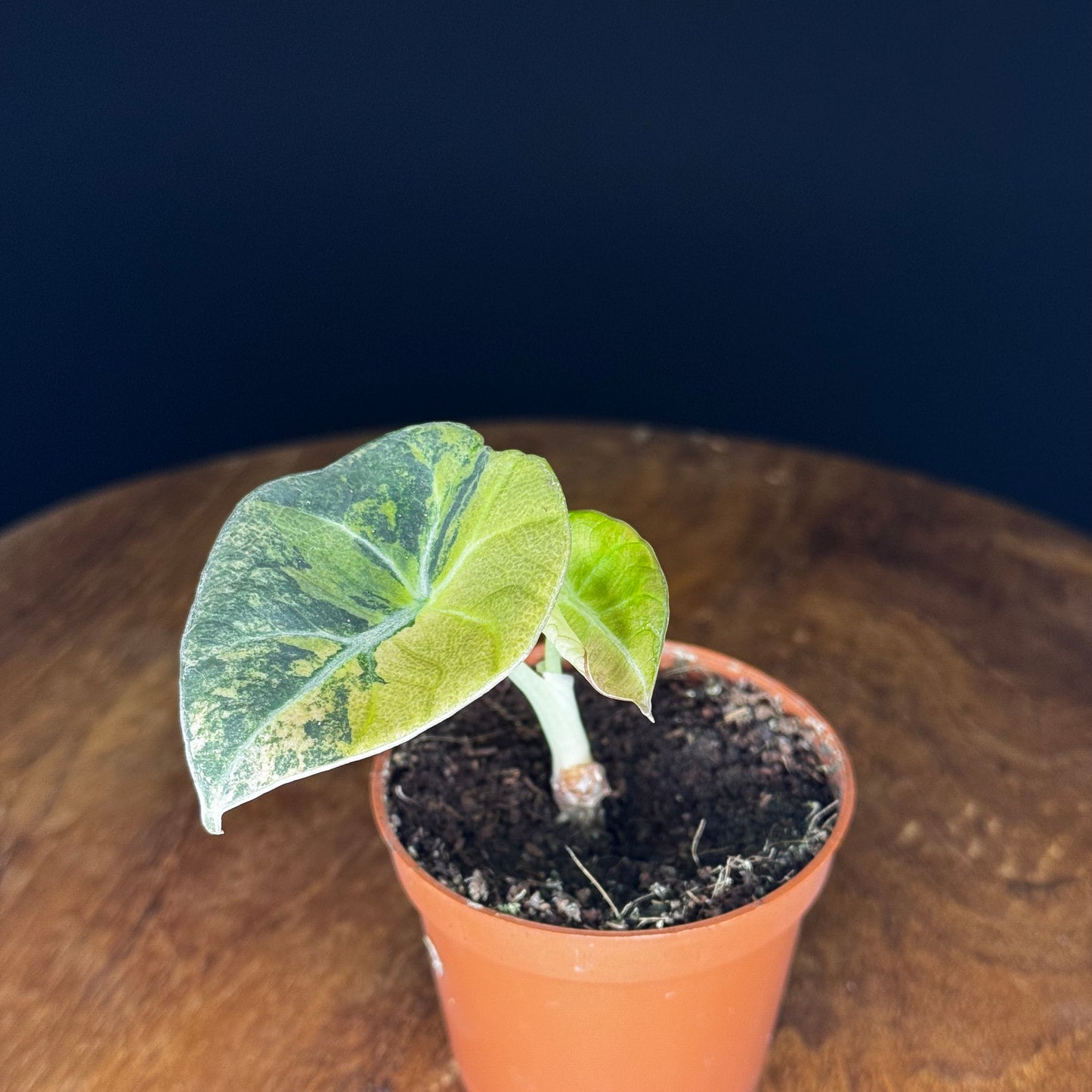 Alocasia Black Velvet Gold