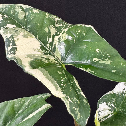 Alocasia Simpo Albo