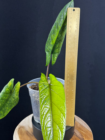 Alocasia Scalprum Aurea