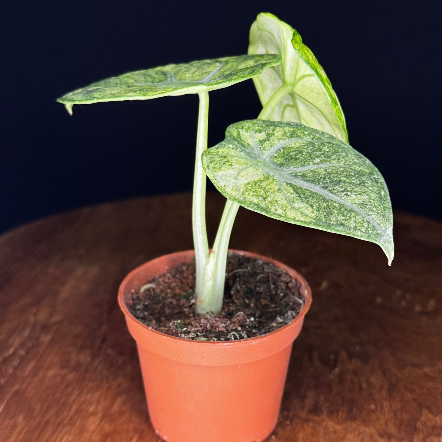 Alocasia Ninja Tricolor (Splash)