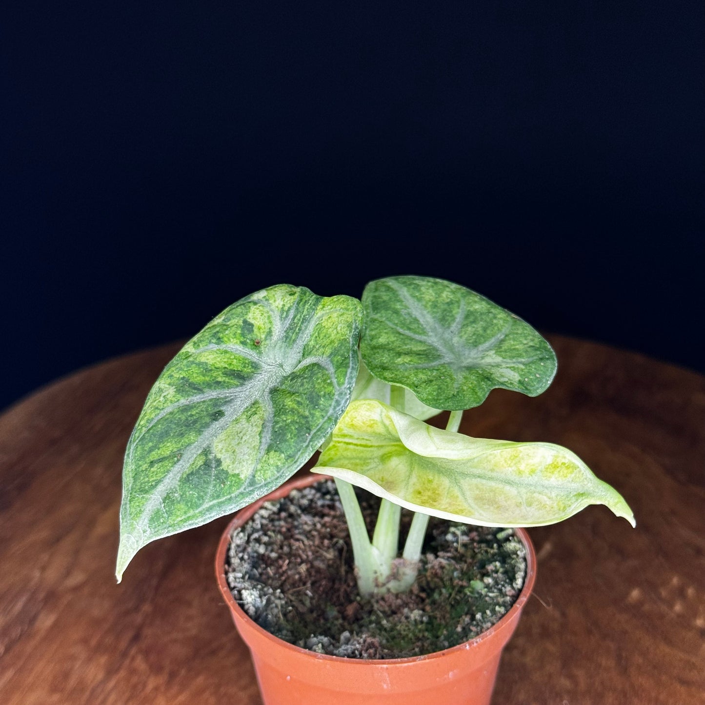 Alocasia Ninja Tricolor (Splash)