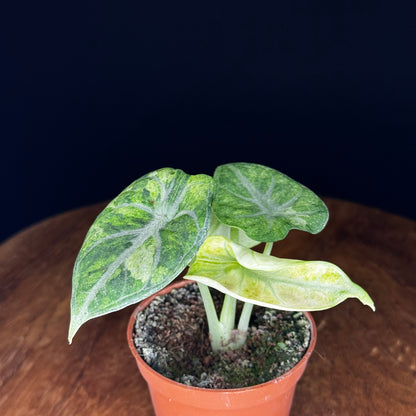 Alocasia Ninja Tricolor (Splash)