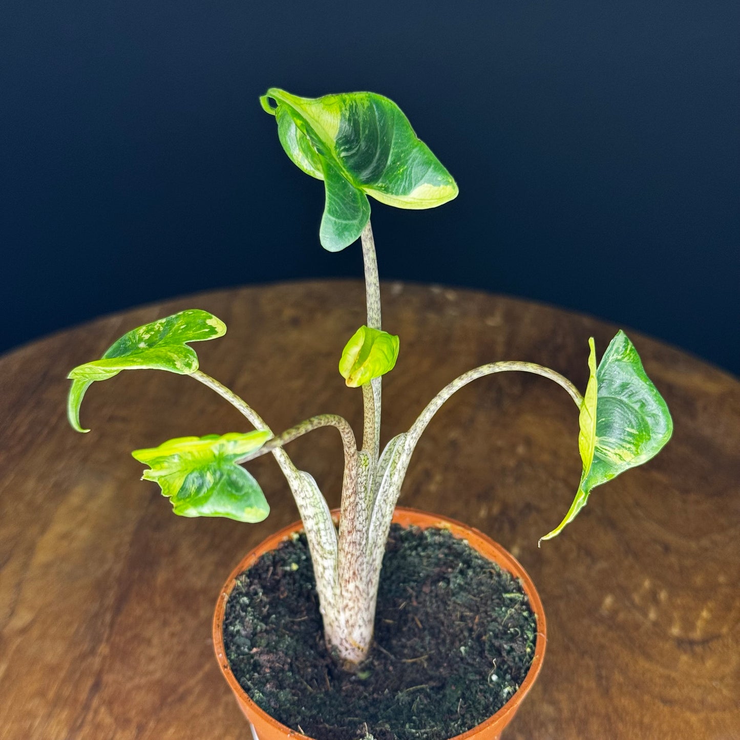 Alocasia Stingray Aurea